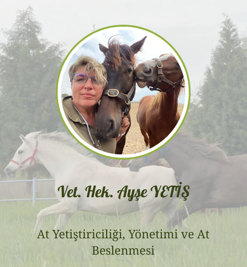 İnternet sitesi hocalar (12)