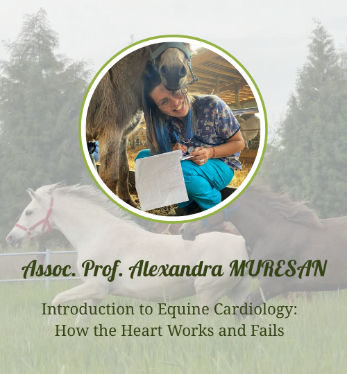 İnternet sitesi hocalar