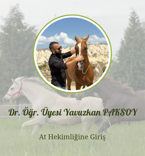 İnternet sitesi hocalar 20260223 084645 0000