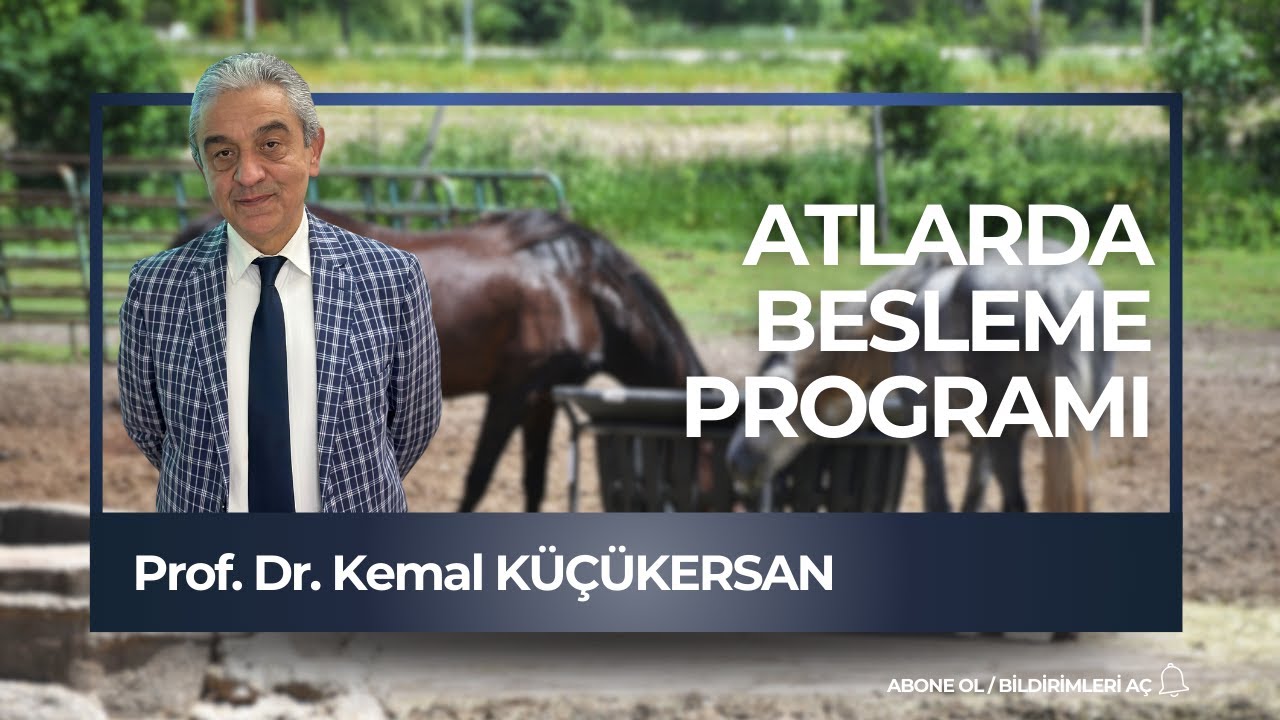 atlarda beslenme atlarda beslenme