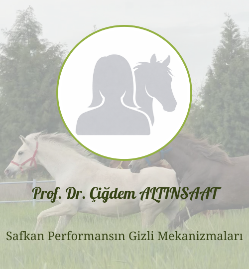 İnternet sitesi hocalar (15)