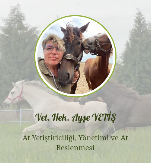 İnternet sitesi hocalar 20260316 094903 0000