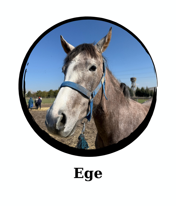 ege (5)