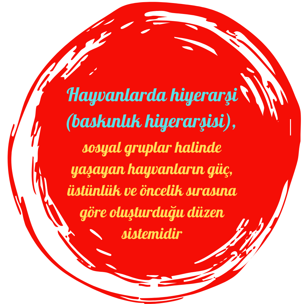 hayvanlarda hiyerarşi (baskınlık hiyerarşisi), sosyal gruplar halinde yaşayan hayvanların güç, üstünlük ve öncelik sırasına göre oluşturduğu düzen sistemidir